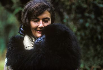 Geheimnisse im Nebel - National Geographic erzählt die Geschichte der weltberühmten Gorillaforscherin Dian Fossey Bild: "obs/National Geographic/ROBERT I.M. CAMPBELL"