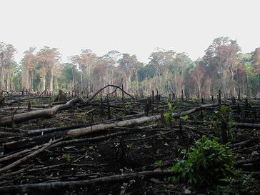 Abholzung: Brandrodung zur Gewinnung landwirtschaftlicher Flächen in Mexico