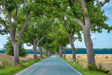 Die "Eschen-Allee im Spätsommer" belegt den ersten Platz im BUND-Wettbewerb "Allee des Jahres"Bild: BUND Fotograf: Karsten Kriedemann