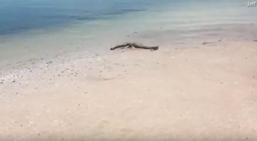 Bild: Screenshot aus dem YouTube-Video "Georgia man finds strange sea creature washed up on beach"