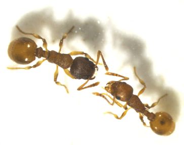 Sklavenhaltende Ameise Temnothorax pilagens (links) interagiert mit verklavter Wirtsameise Temnothorax ambiguus (rechts)