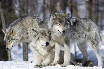 Wolfsrudel bestehen meist aus einem Elternpaar und dessen Nachkommen. / Bild: "obs/3sat/ZDF/iStock/Ricardo de Mattos"