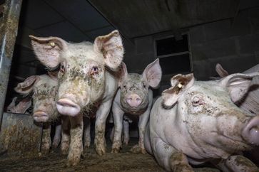 Bild: Deutsches Tierschutzbüro e.V. Fotograf: Deutsches Tierschutzbüro e.V.