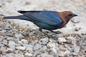 Mehrere Dutzend Eier kann der Braunkopf-Kuhstärling aus Nordamerika jedes Jahr in fremde Nester lege. Bild: nature's pic's online (creative commons license) (idw)