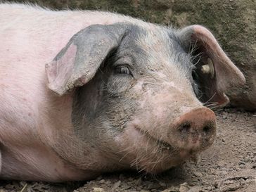 Glückliches Schwein (Symbolbild)