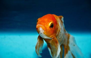 Goldfisch (Symbolbild)