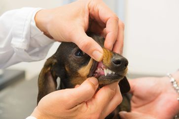 Bild: "obs/Bundesverband für Tiergesundheit e.V./Foto: BfT/123rf/wierink"