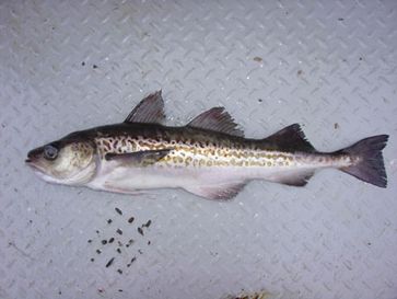 Der Alaska-Seelachs ist Beispiel für eine Fischart, deren Bestände nicht nachhaltig befischt werden.