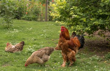 Hühner die weitestgehend leben können, wie sie es wollen (Symbolbild)