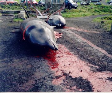 Grindwalfang auf den Färöern. Die Wale werden mit dem Grindaknívur quasi geköpft und sterben meist innerhalb einer Minute.