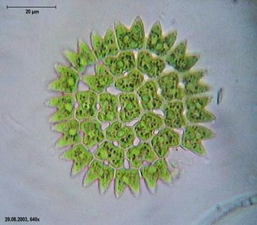 Die Mikroalge Pediastrum duplex Bild: Mike Krüger at de.wikipedia