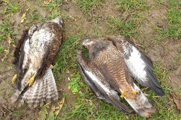 Zwei nachweislich mit einem verbotenen Insektizid getötete Mäusebussarde aus dem Kreis Heinsberg (NRW).  Bild: "obs/Komitee gegen den Vogelmord e. V./Komitee gegen den Vogelmord e.V."