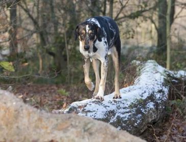 Hunde, die sich das ganze Jahr im Freien bewegen, sollten 365 Tage im Jahr gegen Zeckenbefall geschützt werden. Bild: BfT/Klostermann / obs/Bundesverband für Tiergesundheit e.V."