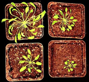 Pflanzen mit defekter Regulation (unten) bleiben im Wachstum zurück. Bild: Bräutigam/FSU