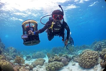 Der HyperDiver kam in der südlichen Karibik, den Marianen im Pazifik und in Papua Neu-Guinea zum Einsatz. Mit dem HyperDiver-System kann ein Taucher bis zu 40 Quadratmeter Riff jede Minute Quelle: Benjamin Mueller, Carmabi (idw)