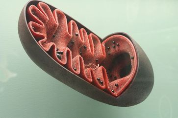 Mitochondrion