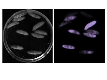 Die Insektenlarven wurden mit P. asymbiotica infiziert. Da die Bakterien biolumineszent sind, leucht
Quelle: Ralf Heermann, LMU (idw)