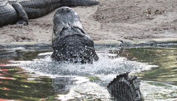 Ein Mississippi-Allligatormännchen beim Bellowen. Durch für Menschen unhörbare Vibration wird das Wasser über dem Rücken zum Tanzen gebracht. Quelle: Copyright: Stephan Reber (idw)