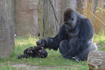 Gorillafamilie: Silberrücken Kidogo spielt im Krefelder Zoo mit seinem Sohn Bobóto  Bild: Verband der Zoologischen Gärten (VdZ) Fotograf: Vera Gorissen/Zoo Krefeld