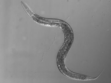 Der Fadenwurm C. elegans.
Quelle: A. Gottschalk (idw)