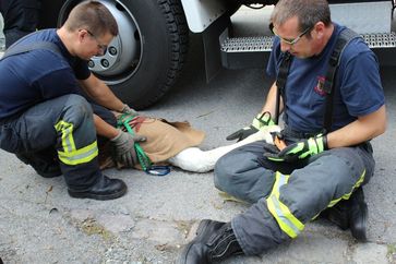 Der Schwan wurde zur weiteren Untersuchung in eine Tierklinik transportiert