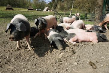Die Schwäbisch-Hällischen Landschweine werden artgerecht auf Bauernhöfen gehalten Bild: ZDF Fotograf: ZDF/Kathi Liesenfeld
