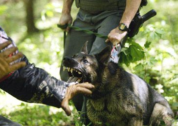 X-Hunde - Rassenwahn - Schäferhunde als Waffe ohne Waffenschein. Bild: General News Service / PETA