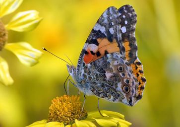 Nicht nur direkte Interaktionen von Artenpaaren wie blühende Pflanzen und Insektenbestäuber beeinflussen die Koevolution, sondern auch indirekte Effekte weiterer Spezies. Quelle: Mark A. Chappell (idw)