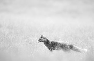 Bild: Wildtierschutz Deutschland e.V. - Suittenpointner Stefan