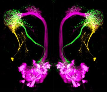Neuronentypen im lateralen Horn von Drosophila melanogaster: Hemmende Projektionsneurone (grün) reagieren auf attraktive, übergeordnete Neurone des lateralen Horns (orange) auf abstoßende Düfte. Quelle: Antonia Strutz / Max-Planck-Institut für chemische Ökologie (idw)