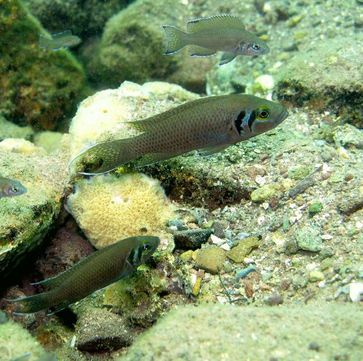 Neolamprologus pulcher (Prinzessin vom Tanganjikasee) im Tanganjikasee, Zambia, Afrika.
Quelle: Dario Josi, Institut für Ökologie und Evolution, Universität Bern (idw)