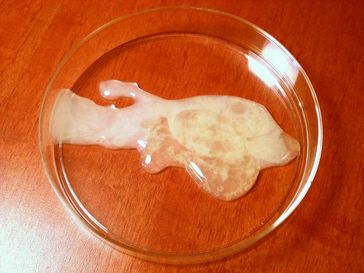 Menschliches Sperma in einer Petrischale