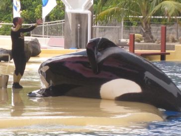 TUI behält Themenparks im Programm / Orca im Loro Parque auf Teneriffa / Bild: "obs/Wal- und Delfinschutz-Forum gUG"