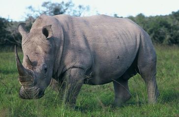 Breitmaulnashorn Bild: WWF Ulf Doerner