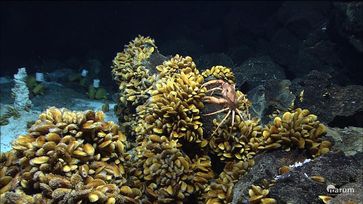 Bathymodiolus-Muscheln an der Menez Gwen-Hydrothermalquelle vor der Küste der Azoren, aufgenommen. Bild: MARUM, University of Bremen/Germany. (idw)