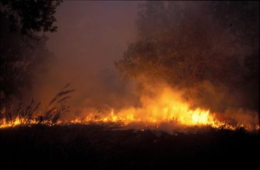 Die bei Wald- und Flächenbränden verbrannte Fläche hat in den letzten zwei Jahrzehnten weltweit um rund ein Viertel abgenommen. Quelle: Copyright: Julia Krohmer, Senckenberg (idw)