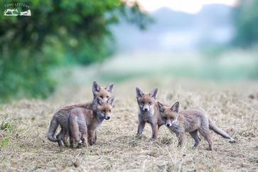 Die Schonzeit für Füchse und etliche weitere Tierarten soll in Hessen abgeschafft werden.