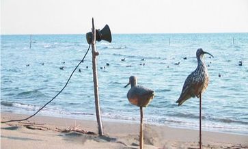 Am Strand von Velika Plaza in Montenegro werden Dünnschnabel-Brachvögel als Lockvögel aufgestellt. Dabei wurde die seltene Art seit 2005 nicht mehr gesichtet. Bild: EuroNatur