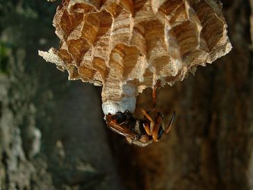 Hornisse, die aus ihrer Puppenhülle schlüpft