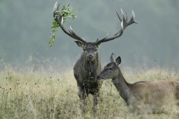 Bild: "obs/Deutsche Wildtier Stiftung"