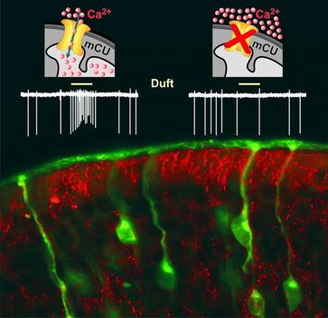 Die Abbildung zeigt fluoreszenzmarkierte Riechnervenzellen (grün) in einem Dünnschnitt aus der Nasenschleimhaut der Maus. Die Fortsätze der Riechnervenzellen enden am Übergang zur Nasenhöhle (schwarz) mit fadenförmigen Ausläufern (sog. Zilien), die die Riechschleimhaut bedecken. In roter Farbe sind durch Antikörper markierte und gefärbte Mitochondrien dargestellt, die in allen Zellen der Nasenschleimhaut vorkommen. Oben schematisch dargestellt sind die elektrischen Entladungen einer repräsentativen Riechnervenzelle bei Duftwahrnehmung. Ist die Aufnahme von Kalzium in die Mitochondrien durch den mCU-Kanal (mCU = „mitochondrial calcium uniporter“) möglich, so reagiert die Riechnervenzelle auf den Duft. Wird Aufnahme von Kalzium blockiert, findet keine Duftantwort statt.
Quelle: Abbildung: RWTH Aachen (idw)