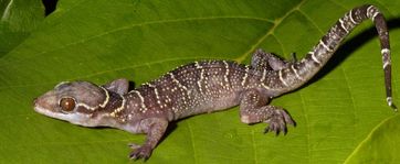 Eine der neuen Arten: Hemidactylus kyaboboensis – aus dem Kyabobo National Park in Ghana.
Quelle: Foto: Adam Leaché (idw)