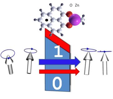 Organisches Molekül mit Spin: Das Molekül wird magnetisch und Informationen "0" und "1" können über den Spinfiltereffekt ausgelesen werden.
Quelle: Foto: Universität Göttingen (idw)