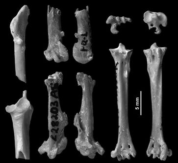 Die untersuchten Knochen  der neuen Spechtart Australopicus nelsonmandelai verraten auch einiges über die  früheren Umweltbedingungen in Afrika.
Quelle: © Senckenberg (idw)