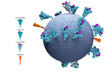 Bild: MRC Laboratory of Molecular Biology. Image available under CC-BY-NC-ND 4.0 International license / UM / Eigenes Werk