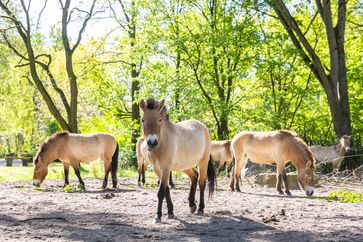 Das Przewalski-Pferd Bild: Tierpark Berlin Fotograf: Tierpark Berlin