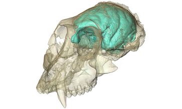Dreidimensionales Computermodell des winzigen, aber komplexen Gehirns von Victoriapithecus, einem Altweltaffen, der vor 15 Millionen Jahren lebte. Quelle: MPI f. evolutionäre Anthropologie/ F. Spoor (idw)