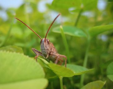 Evolutionsbiologen der Universität Bielefeld untersuchen, wie Insekten auf Umweltlärm reagieren.
Quelle: Foto: Ulrike Lampe (idw)