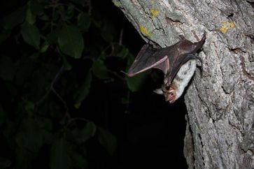 Großes Mausohr beim Abflug.
Quelle: MPI f. Ornithologie/ Greif (idw)