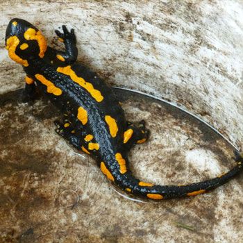 Salamander, Eidechsen und Singvögel sind Opfer von Wilderern in Deutschland. Bild: Kunkelmann/WWF